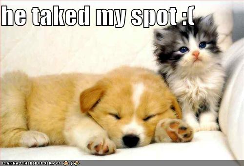 funny_pictures_kitten_is_upset_that_puppy_took_his_spot.jpg